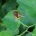 Aristoloche clématite (Aristolochia clematitis) bio semences
