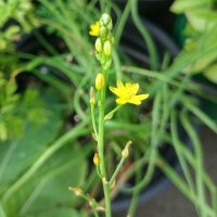 Bulbine jaune (Bulbine frutescens) bio semences