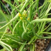 Bulbine jaune (Bulbine frutescens) bio semences