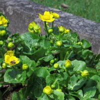 Populage des marais/ Souci deau (Caltha palustris) bio...