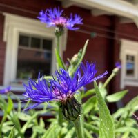 Centaurée des montagnes (Centaurea montana) bio...