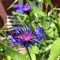 Centaurée des montagnes (Centaurea montana) bio semences