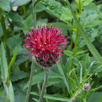 Centaurée pourpre (Centaurea atropurpurea) bio...