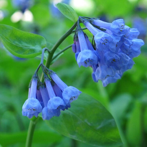 Cloches de Virginie (Mertensia virginica) graines