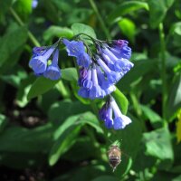 Cloches de Virginie (Mertensia virginica) graines