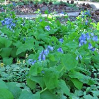 Cloches de Virginie (Mertensia virginica) graines