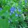 Cloches de Virginie (Mertensia virginica) graines