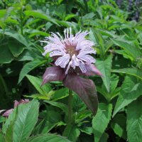 Monarde fistuleuse (Monarda fistulosa) bio semences