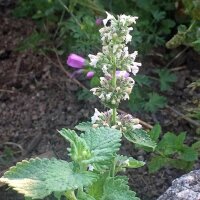 Cataire citronné (Nepata cataria ssp. citriodora)...