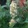 Cataire citronné (Nepata cataria ssp. citriodora) bio semences