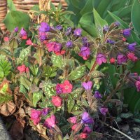 Pulmonaire officinale (Pulmonaria officinalis) bio semences