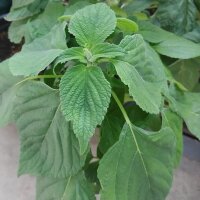 Chia (Salvia hispanica) bio semences