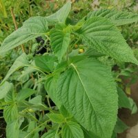 Chia (Salvia hispanica) bio semences