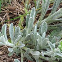 Thé grec des montagnes (Sideritis syriaca) bio...