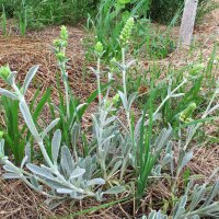 Thé grec des montagnes (Sideritis syriaca) bio semences