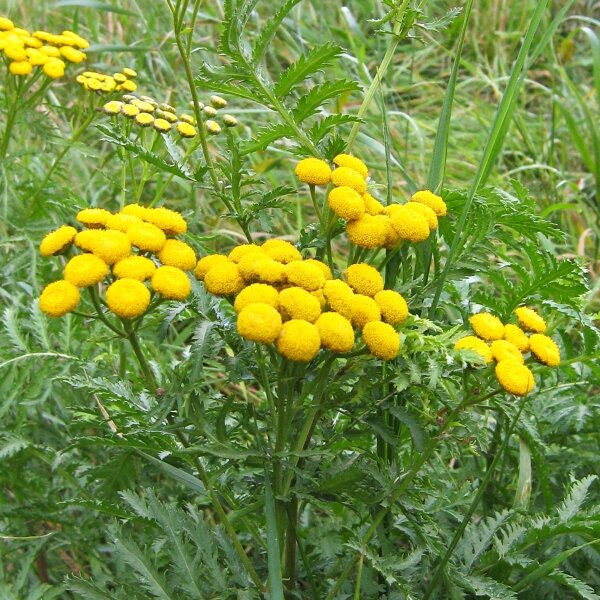 Tanaisie commune (Tanacetum vulgare) bio semences