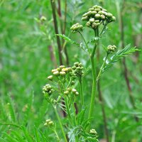Tanaisie commune (Tanacetum vulgare) bio semences