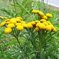 Tanaisie commune (Tanacetum vulgare) bio semences