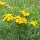 Tanaisie commune (Tanacetum vulgare) bio semences