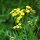 Tanaisie commune (Tanacetum vulgare) bio semences