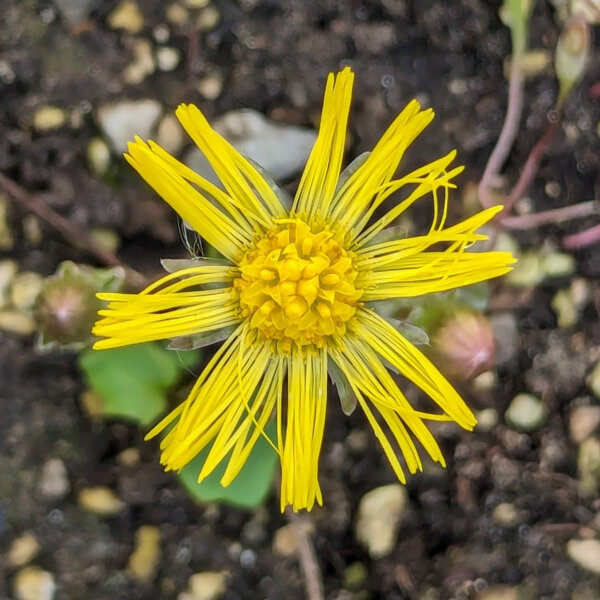 Tussilage (Tussilago farfara) bio semences