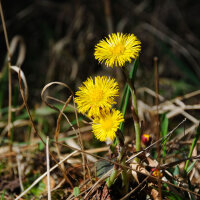 Tussilage (Tussilago farfara) bio semences