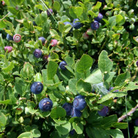 Myrtille (Vaccinium myrtillus) bio semences
