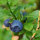 Myrtille (Vaccinium myrtillus) bio semences