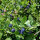 Myrtille (Vaccinium myrtillus) bio semences