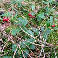 Airelle rouge (Vaccinium vitis-idaea) bio semences