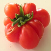 Tomate Voyage (Solanum lycopersicum) bio semences
