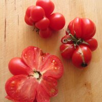 Tomate Voyage (Solanum lycopersicum) bio semences