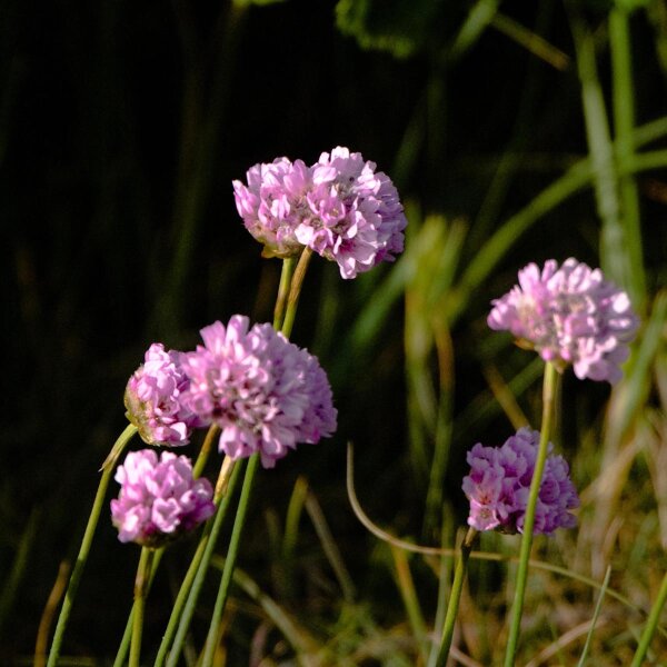 Coffret d’œillet marin (Armeria maritima) graines