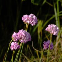 Coffret d’œillet marin (Armeria maritima)...