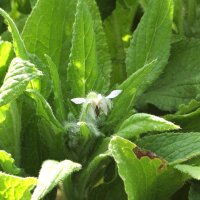 Bourrache officinale blanche Alba (Borago officinalis)...