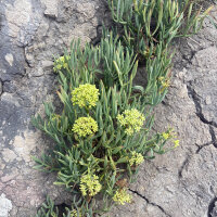 Fenouil marin (Crithmum maritimum) graines