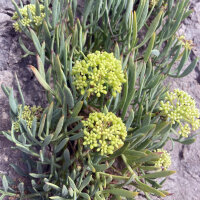 Fenouil marin (Crithmum maritimum) graines