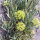 Fenouil marin (Crithmum maritimum) graines