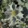 Panicaut maritime (Eryngium maritimum) bio semences