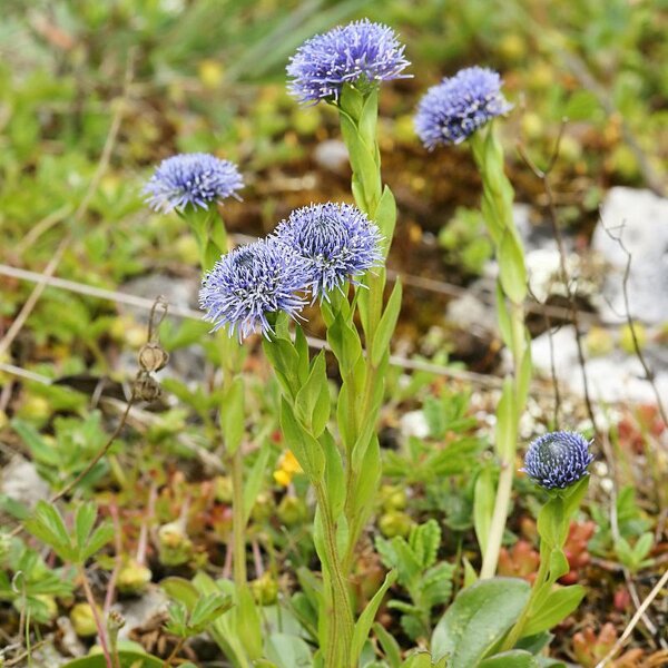 Globulaire commune (Globularia punctata) graines