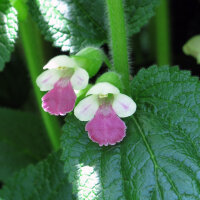 Mélitte à feuilles de mélisse (Melittis melissophyllum) graines