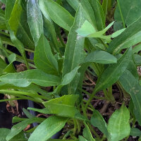 Aster maritime (Tripolium pannonicum) graines