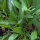 Aster maritime (Tripolium pannonicum) graines