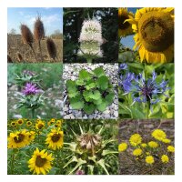 Fourrage pour oiseaux sauvages - Prairie fleurie (bio) - Coffret cadeau de graines