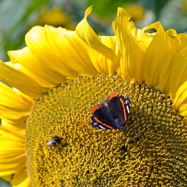 Tournesol (Helianthus annuus) bio