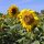 Tournesol (Helianthus annuus) bio