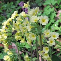 Primevère officinale (Primula veris) bio semences