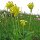 Primevère officinale (Primula veris) bio semences