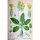 Primevère officinale (Primula veris) bio semences