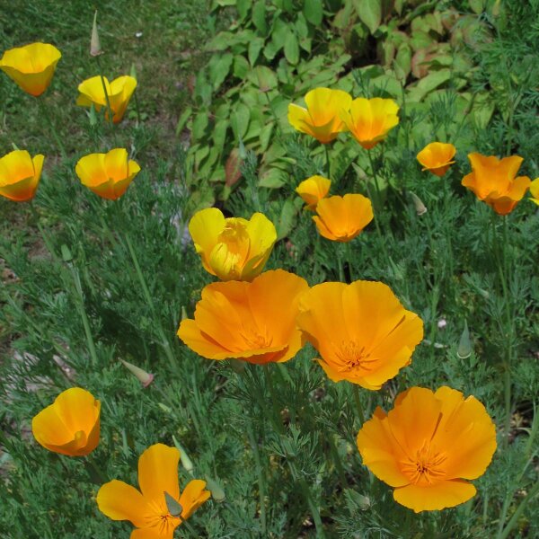 Pavot de Californie (Eschscholzia californica) bio semences